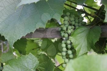 Grapes with green leaves on the vine 8164