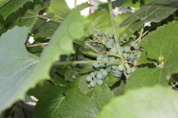Grapes with green leaves on the vine 8165