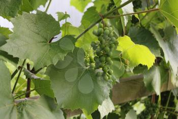 Grapes with green leaves on the vine 8170