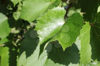 Grapes with green leaves on the vine 8176