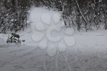 Russian winter. Ski Track in a birch forest 30049