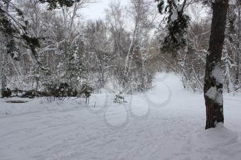 Russian winter. Ski Track in a birch forest 30023