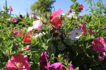 Background of red colorful flowers Ipomoea 8371