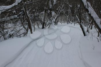 Russian winter. Ski Track in a birch forest 30015