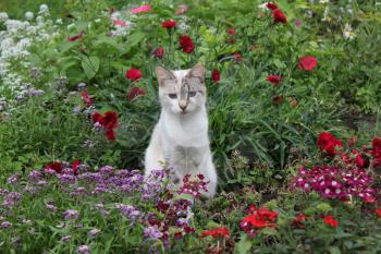 Cat with flowers in the garden 20526