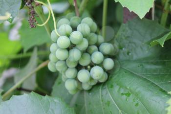 Grapes with green leaves on the vine 20534