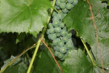 Grapes with green leaves on the vine 20539