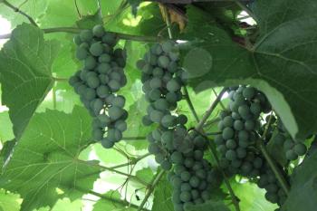 Grapes with green leaves on the vine 20541