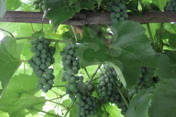 Grapes with green leaves on the vine 20542