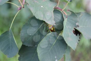 Green bedbugs on a green leaf with natural background 20495