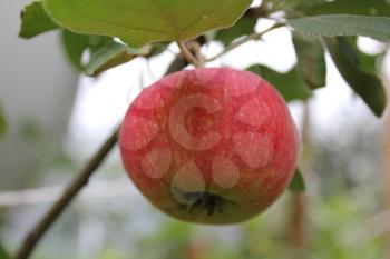 Red ripe apple on a branch 20497