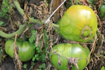 Green tomatoes growing on branches in the garden 20562