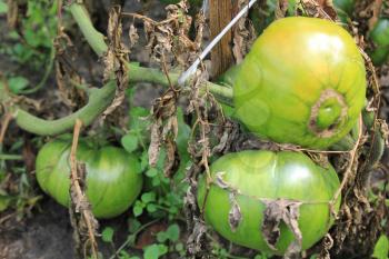 Green tomatoes growing on branches in the garden 20563