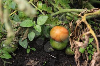 Green tomatoes growing on branches in the garden 20564