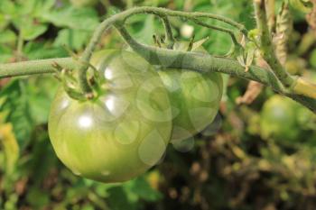 Green tomatoes growing on branches in the garden 20566