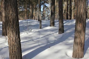 Snow backgound in pine tree winter forest 30311