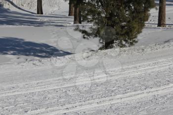 Russian winter. Ski Track in a pine forest 30321