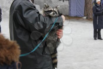 Domestic raccoon for a walk in the winter park 30455