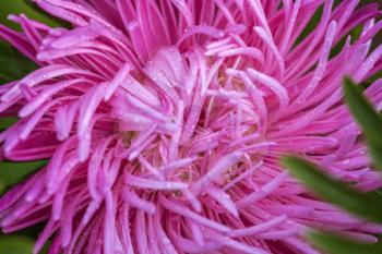 Flower close up, macro shooting, soft lighting