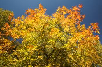 Bright autumn leaves on a clear day