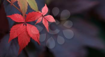 Natural background: leaves of bright colors