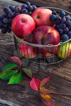 Autumn harvest of ripe grapes and red apples in stylish metal