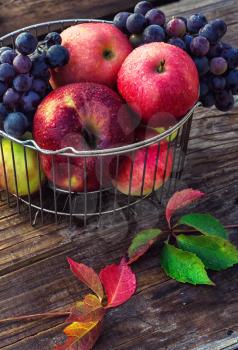 Autumn harvest of ripe grapes and red apples in stylish metal