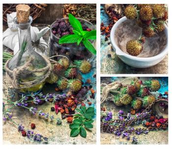 collage with the collected harvest medicinal herbs for medicinal and tonic decoctions.