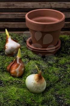 germinated and prepared for planting spring bulbs plants