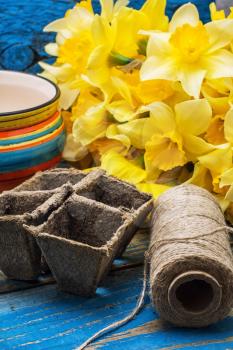 blooming daffodils,peat pots,secateurs on wooden background.Selective focus