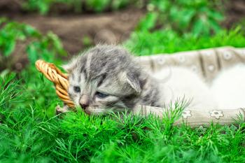 newborn kittens in the basket on the nature.Selective focus