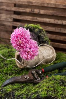 blossoming spring flower hyacinth and garden scissors