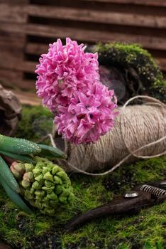 blossoming spring flower hyacinth and garden scissors