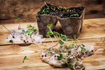 germinated spring planting the sprouts of agricultural plants