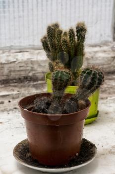 scrubby growths of cactus on the old box in vintage style
