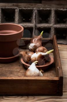 shoots of tulips germinated in the spring tulips with agricultural accessories