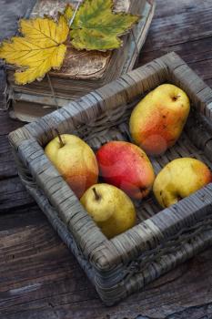 Ripe pears in wicker basket on the background of stack of old books