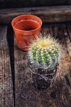 beautiful cactus with exposed roots in soil on wooden background