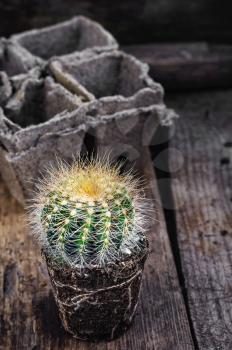 cactus with exposed roots in soil on wooden background