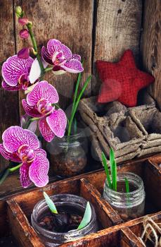 Flowering branch of Orchid and spring was represented sprouts in glass jars.