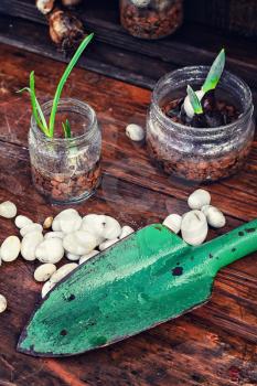 Garden scoop,jars of sprouts of spring flowers and white pebbles