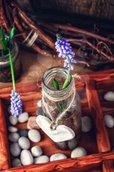 Blooming hyacinth and spring seedlings in a wooden box rustic
