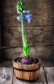 Blossoming flower hyacinth in stylish wooden tub in a village style.Selective focus