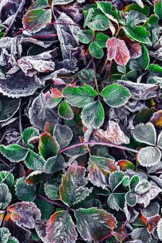 Covered with frost in early winter strawberry bushes