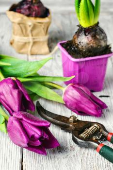 Seedling bulbs of hyacinth and tulips on a light background
