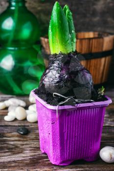 Germinating hyacinth in plastic pot on the background of the sprayer