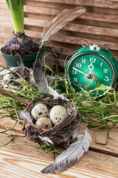 spring decoration with quail eggs and hyacinth flower