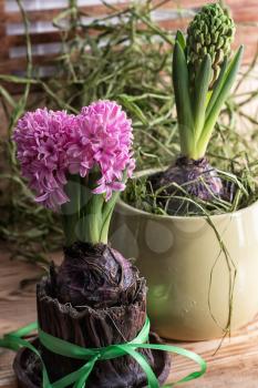 Young sprout pretty hyacinth on wooden background