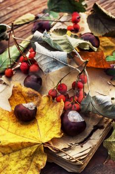 Autumn still life.The composition with the fallen leaves