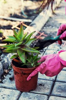 Transplant and care for house plants in spring